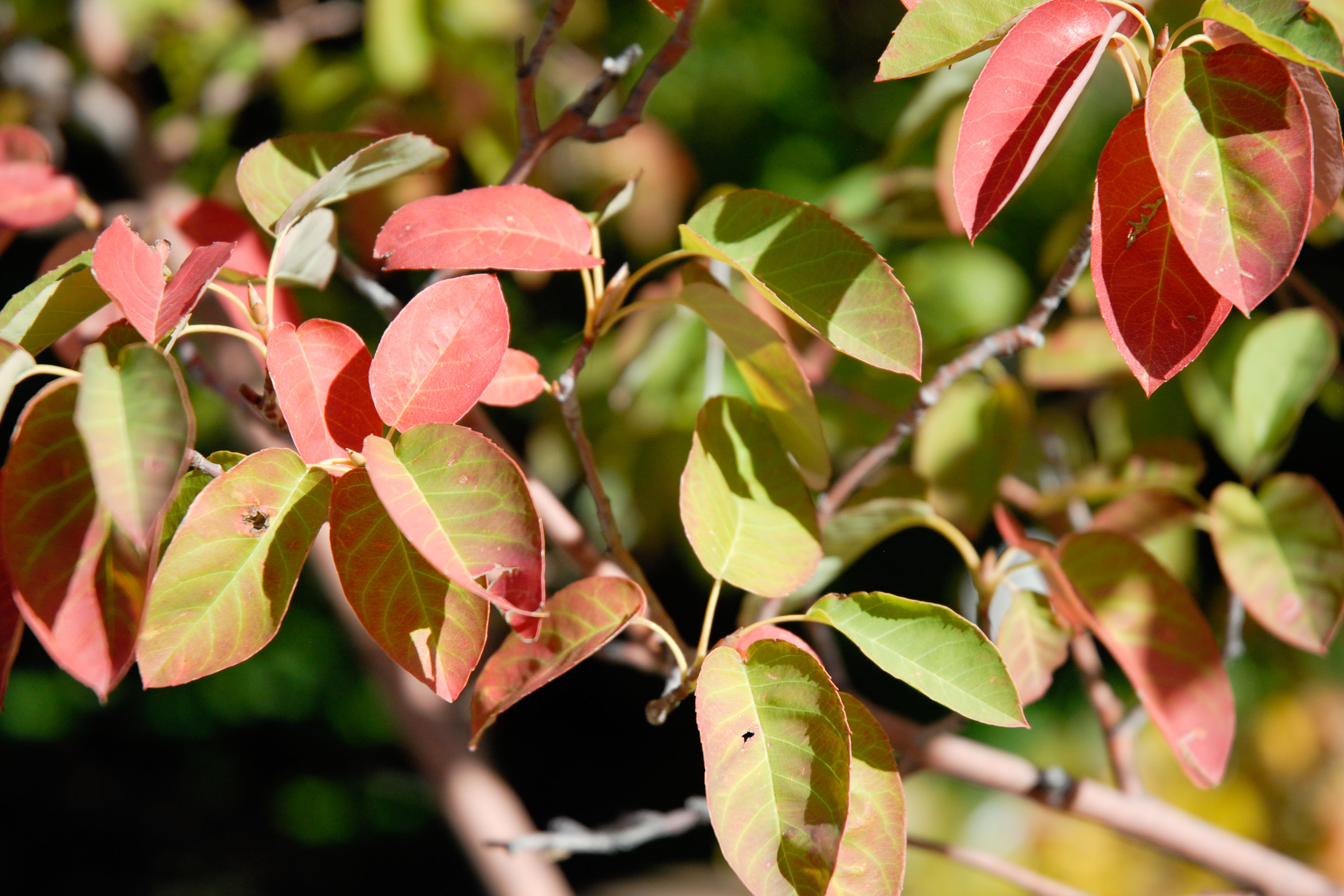 Shadblow Serviceberry